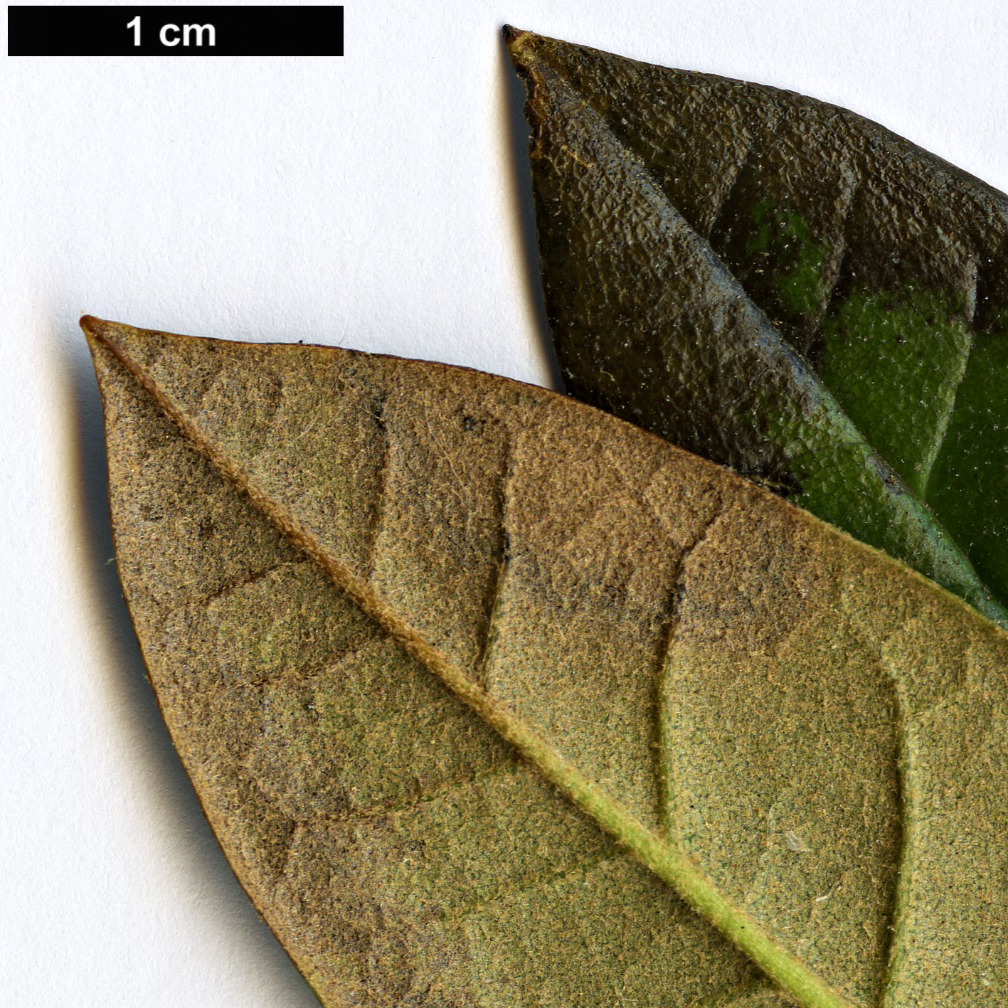 High resolution image: Family: Ericaceae - Genus: Rhododendron - Taxon: coryanum - SpeciesSub: ’Chelsea Chimes’